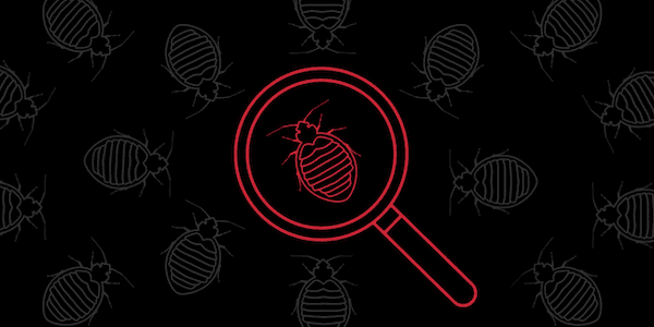 10-FAQs-About-Bed-Bugs-in-Healthcare-600.png