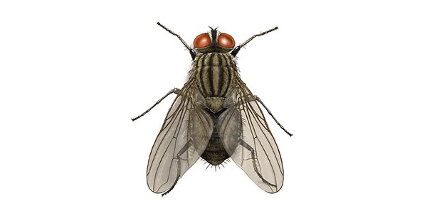 house fly Illustration
